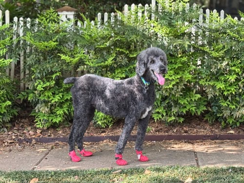 Customer photo review of WagWellie® Mojave Single