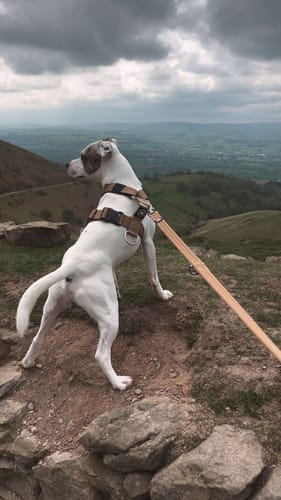 Carla E. review of Training Anti Pull TRI-Harness® | M-XL Breeds - Tan image 1 out of 1