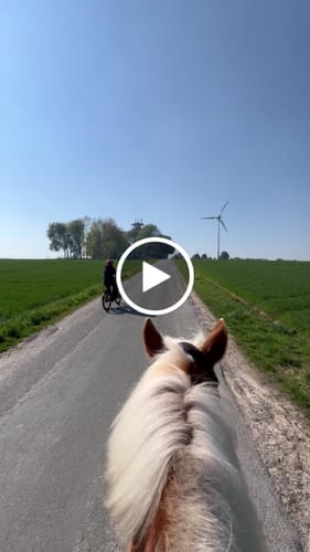 Customer video review of Strotonin Horse Support