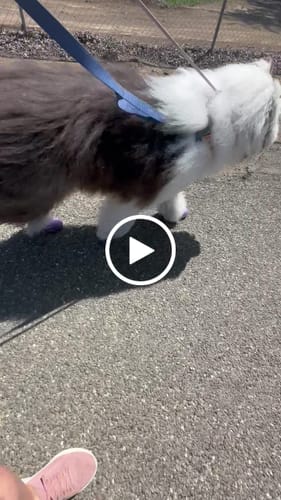 Customer video review of WagWellies® Mojave