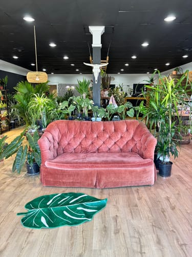 Customer photo review of Plant Food