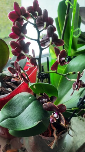 Customer photo review of Table Dance Banana Chocolate mit schokoladenbraunen Blüten und 2+ Rispen