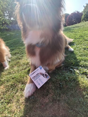 Customer photo review of Collier Anti Aboiement PuppySafe