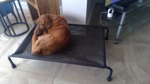Customer photo review of HiK9 Bed with Chocolate Mesh Cover
