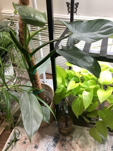Customer photo review of Houseplant Pest Spray