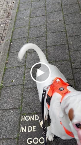 Jacqueline D. review of Active Harness | With Handle & Reflective - Orange image 1 out of 1