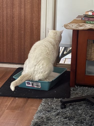 Customer photo review of 1 Month Supply – 2 Cat