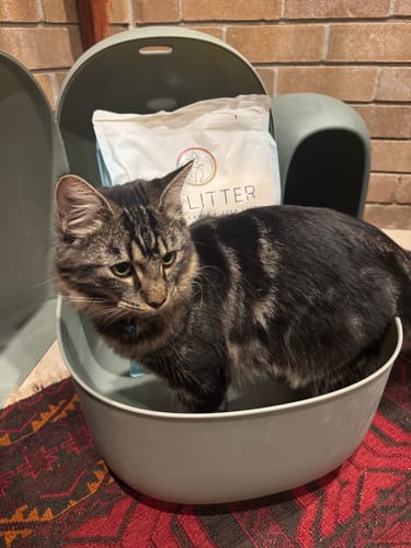 Customer photo review of Fit Litter PLUS - 3 month supply - 2 cat