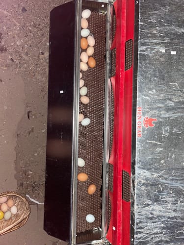 Customer photo review of Large (48") - Reversible Rollout Nest Box (Up to 50 Hens)