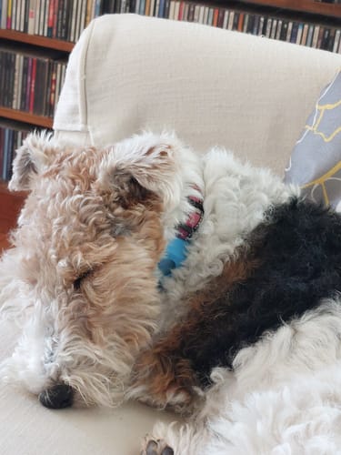 Customer photo review of FurLife™ 12 Months Flea and Tick Free