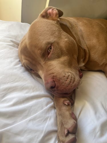 Gunner A. review of 5cm Limited Edition Collar Width & Adjustable Lead Set image 1 out of 2