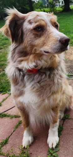 Customer photo review of FurLife™ 12 Months Flea and Tick Free