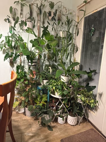 Customer photo review of Plant Food