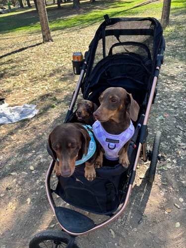 Customer photo review of Sports Large Pet Stroller