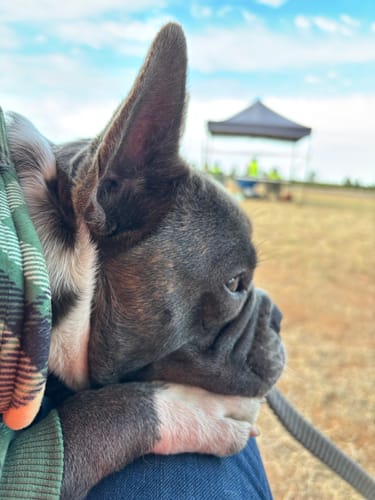 Customer photo review of Green Plaid Dog Hoodie