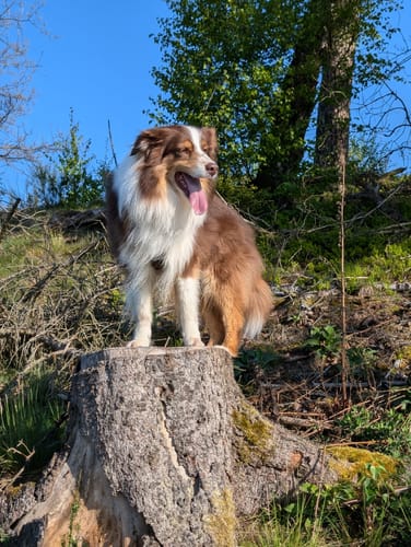 Customer photo review of Strotonin Dog Support