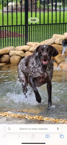 Customer photo review of 6 Inch Natsticks Chicken Chewy Sticks