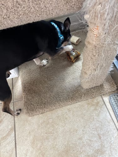 Customer photo review of Ostrich Knuckle (Medium – 4" x 3"): The Perfect Chew for Small to Medium Dogs & Sensitive Stomachs