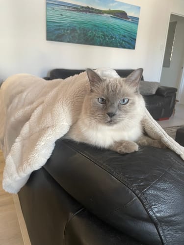 Customer photo review of 3 Month Supply - 1 Cat