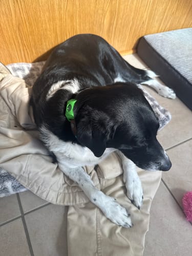 Customer photo review of FurLife™ 12 Months Flea and Tick Free
