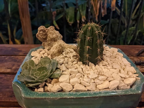Customer photo review of Trichocereus Peruvianus | Peruvian Torch Cactus