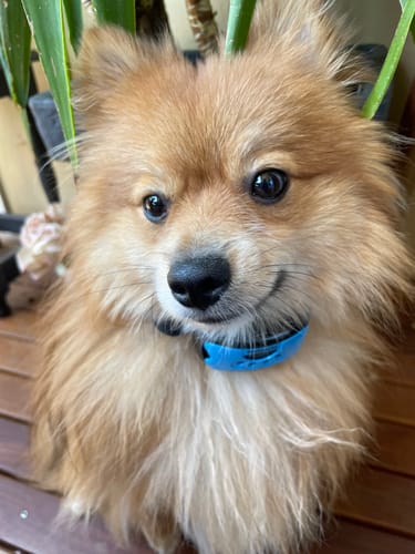 Customer photo review of Collier Anti Aboiement PuppySafe