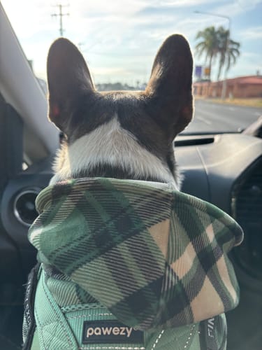 Customer photo review of Green Plaid Dog Hoodie