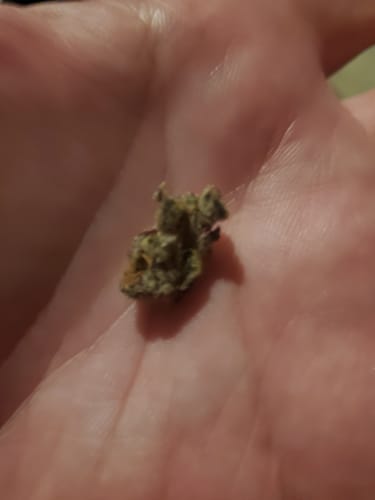 Customer photo review of Purple Urkle