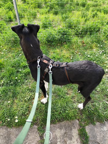 Customer photo review of Premium Sicherheitsgeschirr gepolstert, Panikgeschirr