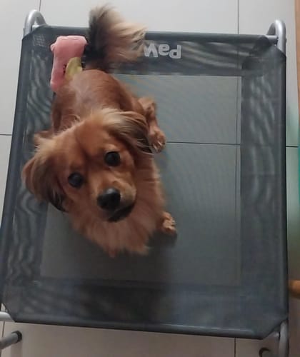 Customer photo review of Pawz Pet Trampoline