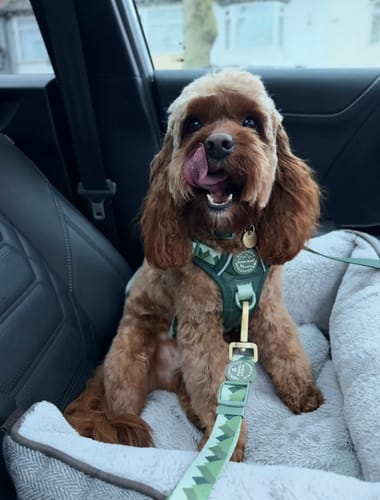 Customer photo review of Walkies Ready® Seat Belt Restraint - Forest Green