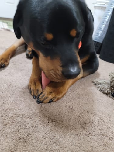 Customer photo review of Strawberry Yak Chews
