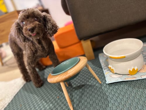 Customer photo review of Ceramic Height Adjustable Pet Bowl with Wooden Stand | Small Dog and Cat Bowls