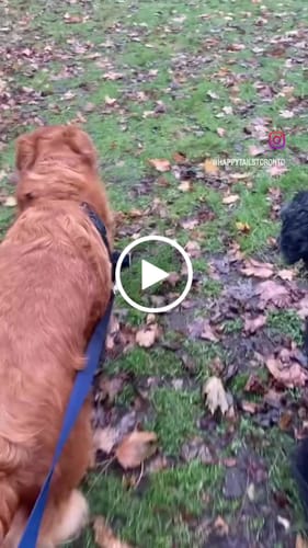 Customer video review of Lead-All Pro