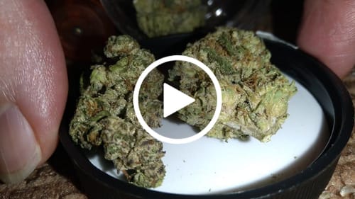Customer video review of Pineapple Express THCA Flower