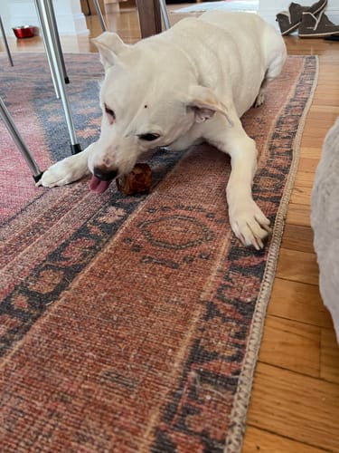 Customer photo review of Smoked Beef Marrow Bone