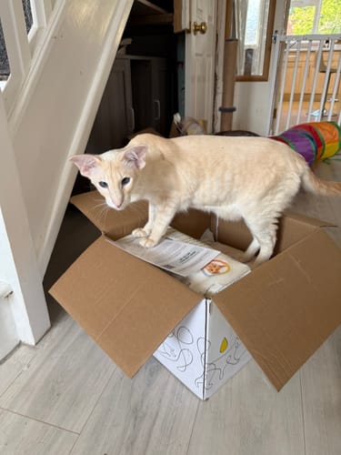 Customer photo review of 1 month supply - 4 Cats