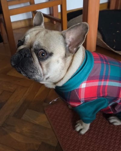 Customer photo review of Dog Pajama - Green and Red Plaid