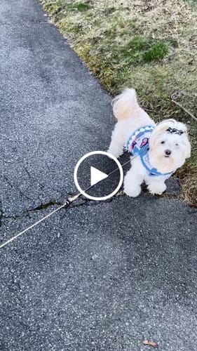 Customer video review of SPORT MODE ADD-ON