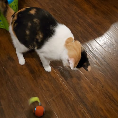 Jeanna B. review of SPEEDY TAIL 2.0 image 1 out of 1