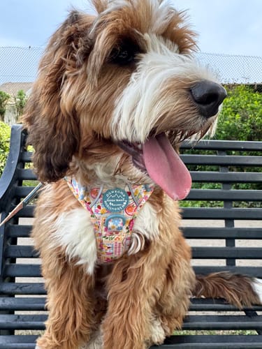 Rachel review of Tough Trails™ Harness - Summer Vacay image 1 out of 1