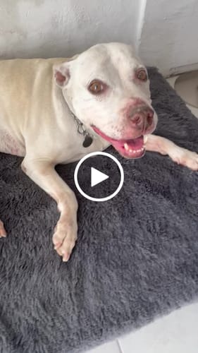 Customer video review of Cama Ortopédica para Perros
