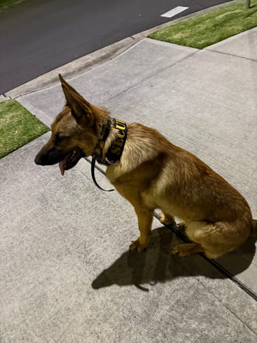 Customer photo review of SUPATUFF® Strong Dog Collar SECURITY (Wide Fit)