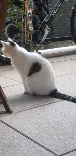 Avis photo d'un client sur Pâtée Chat Senior Sans Céréales - Boeuf