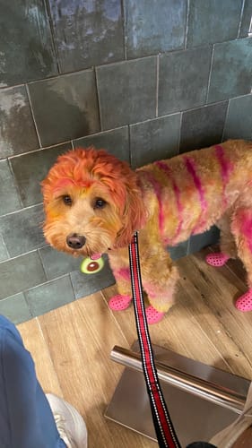 Customer photo review of WagWellies® Mojave