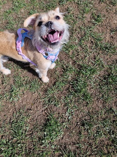 Nicola review of Disney© Tough Trails™ Harness - Mad Hatters Tea Party image 1 out of 2