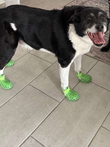 Customer photo review of WagWellies® Neon Green Mojave