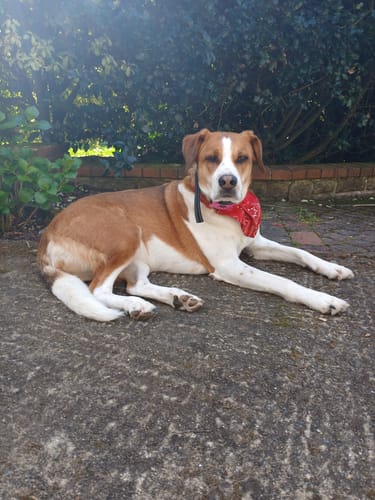 Customer photo review of Collier Anti Aboiement PuppySafe