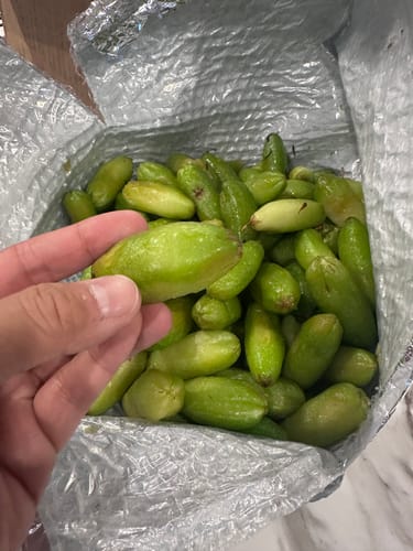 Customer photo review of Bilimbi ***Pre-Order***