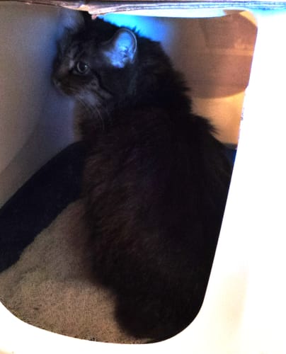 Customer photo review of Naturreines Katzenstreu